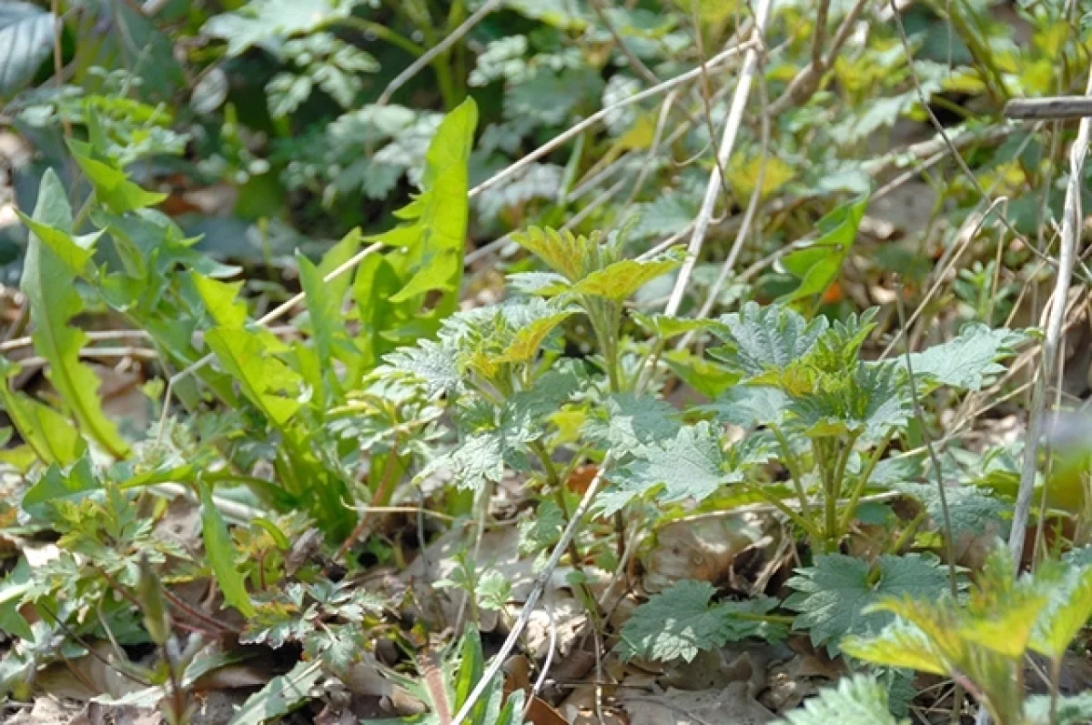 Крапива и одуванчик весной: 3 причины для здоровья печени, крови и иммунитета