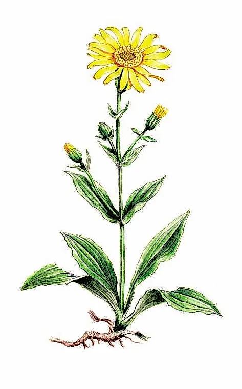 АРНИКА ГОРНАЯ