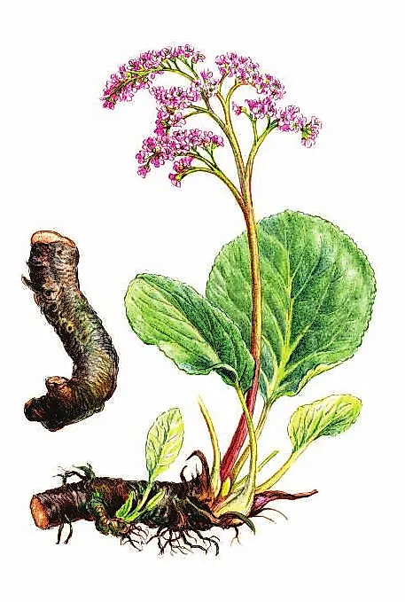 БАДАН ТОЛСТОЛИСТНЫЙ