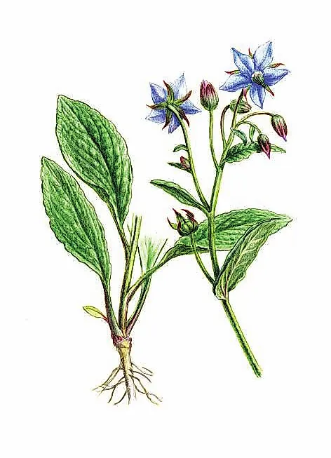 БУРАЧНИК ЛЕКАРСТВЕННЫЙ