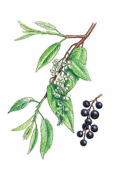 ЧЕРЕМУХА ОБЫКНОВЕННАЯ