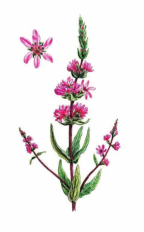 ДЕРБЕННИК ИВОЛИСТНЫЙ