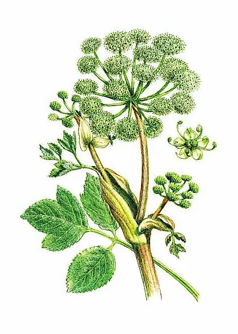 ДЯГИЛЬ АПТЕЧНЫЙ