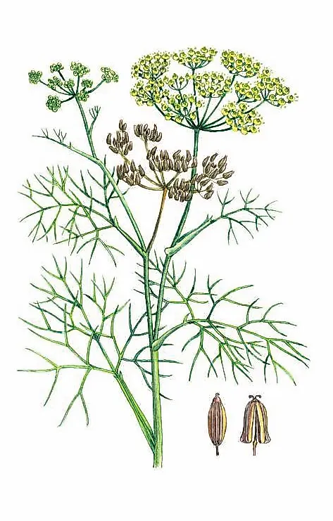 ФЕНХЕЛЬ ОБЫКНОВЕННЫЙ