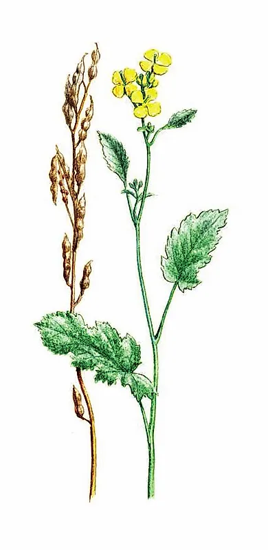 ГОРЧИЦА ЧЁРНАЯ