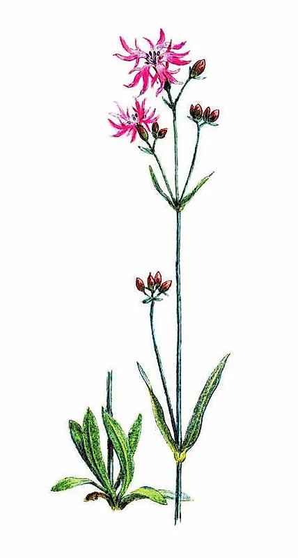 ГОРИЦВЕТ КУКУШКИН