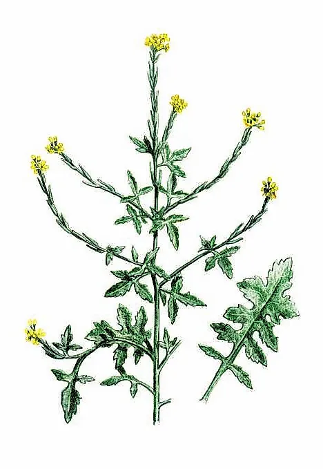 ГУЛЯВНИК ЛЕКАРСТВЕННЫЙ