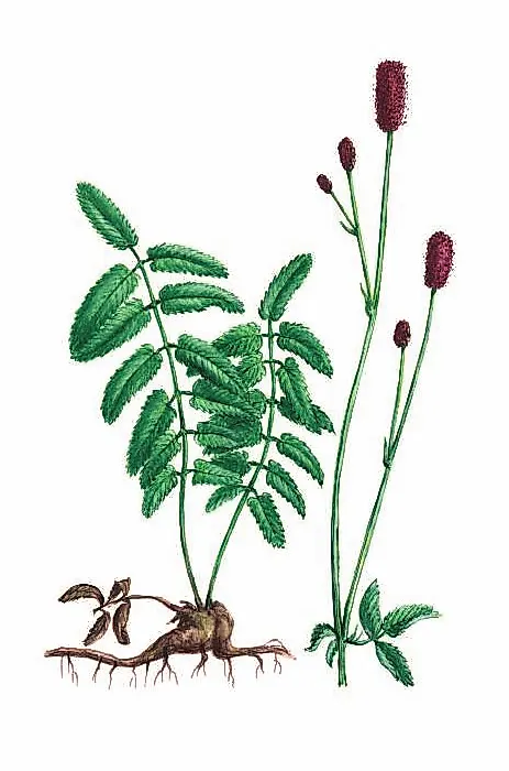 КРОВОХЛЁБКА ЛЕКАРСТВЕННАЯ