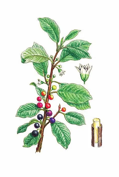 КРУШИНА ЛОМКАЯ