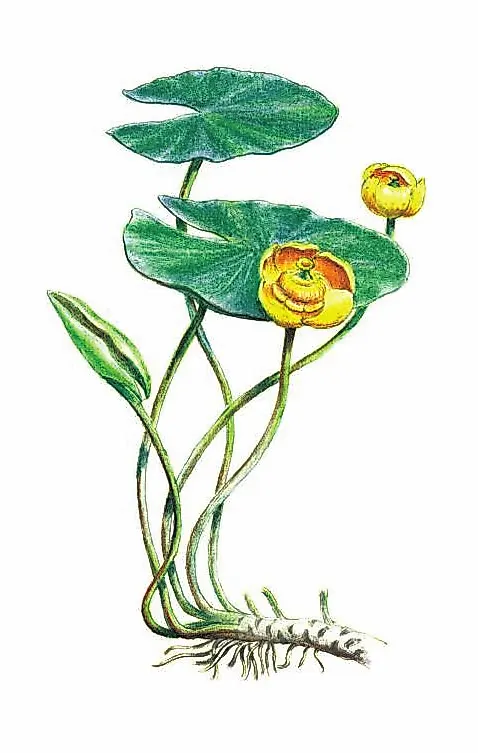 КУБЫШКА ЖЁЛТАЯ