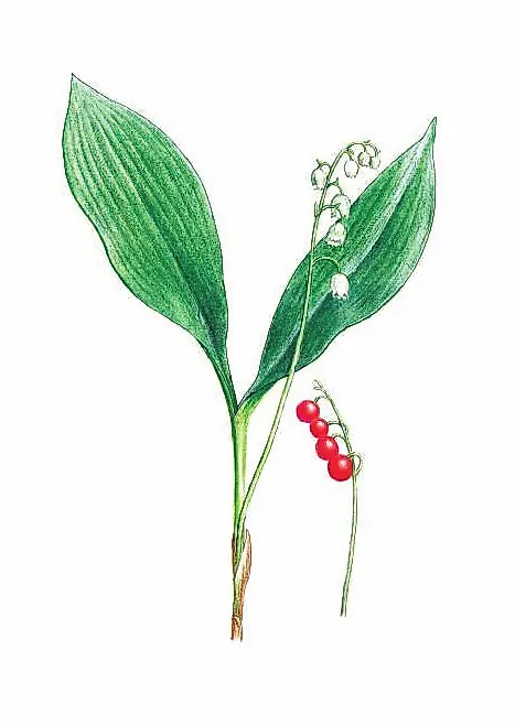 ЛАНДЫШ МАЙСКИЙ