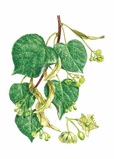 ЛИПА СЕРДЦЕВИДНАЯ