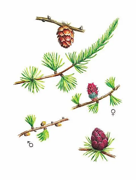 ЛИСТВЕННИЦА СИБИРСКАЯ