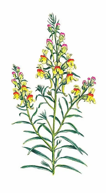 ЛЬНЯНКА ОБЫКНОВЕННАЯ