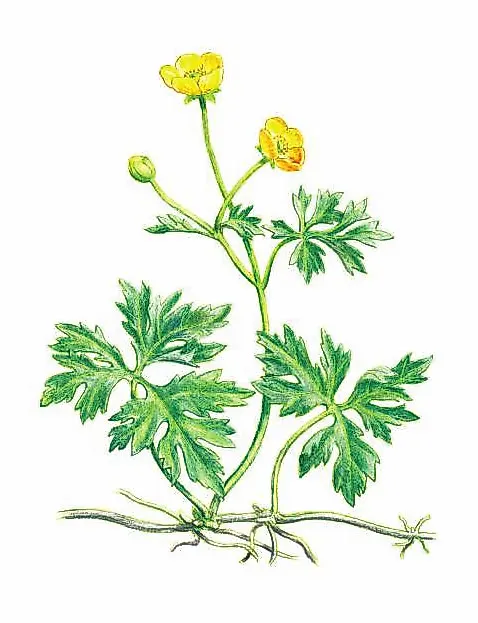 ЛЮТИК ПОЛЗУЧИЙ