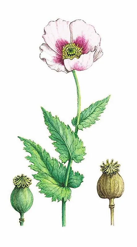 МАК СНОТВОРНЫЙ