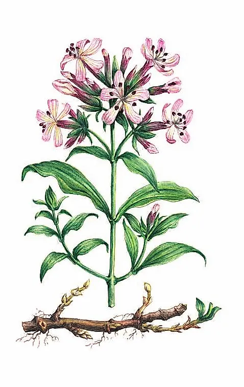 МЫЛЬНЯНКА ЛЕКАРСТВЕННАЯ