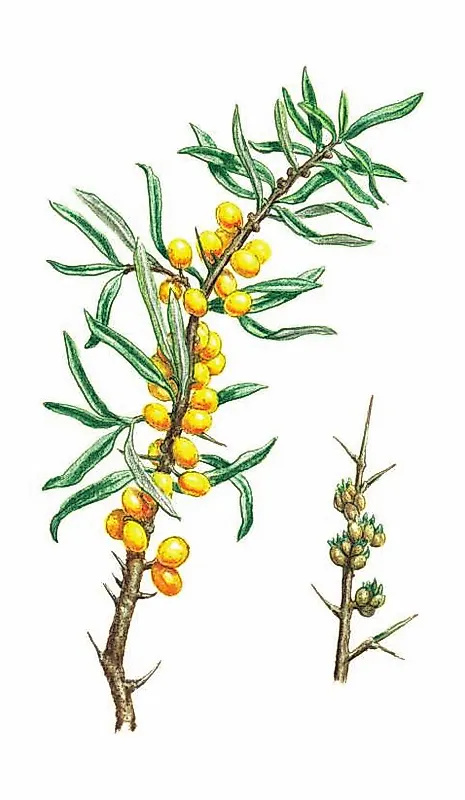 ОБЛЕПИХА КРУШИНОВИДНАЯ