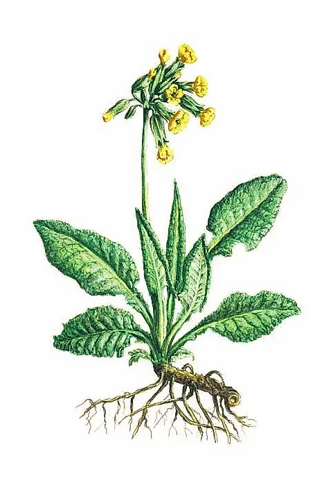 ПЕРВОЦВЕТ ВЕСЕННИЙ