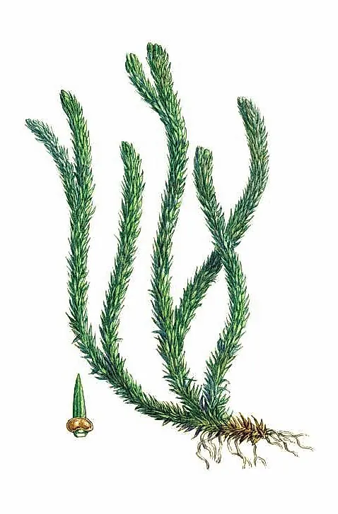 ПЛАУН-БАРАНЕЦ