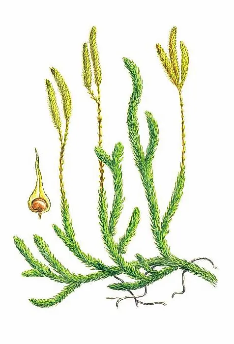 ПЛАУН БУЛАВОВИДНЫЙ