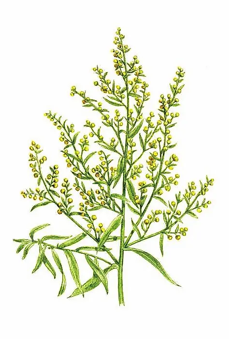 ПОЛЫНЬ ЭСТРАГОН