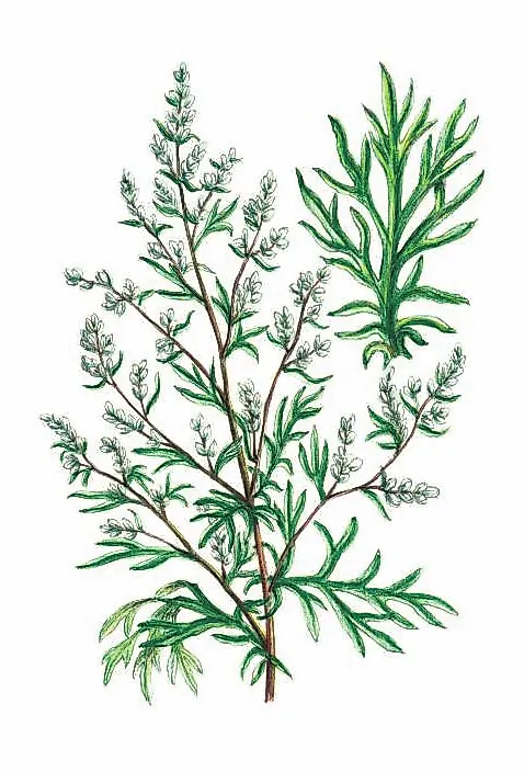 ПОЛЫНЬ ОБЫКНОВЕННАЯ