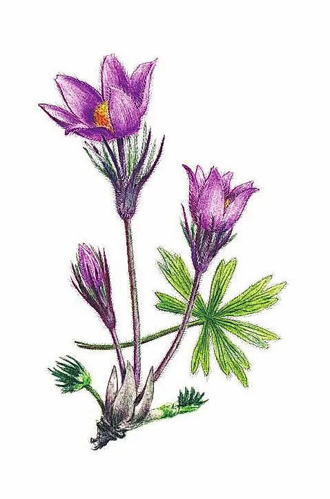 ПРОСТРЕЛ РАСКРЫТЫЙ