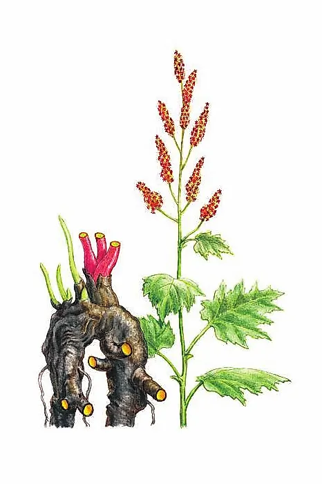 РЕВЕНЬ ДЛАНЕВИДНЫЙ