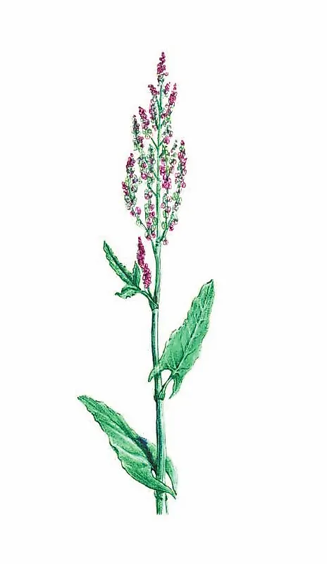 ЩАВЕЛЬ ОБЫКНОВЕННЫЙ