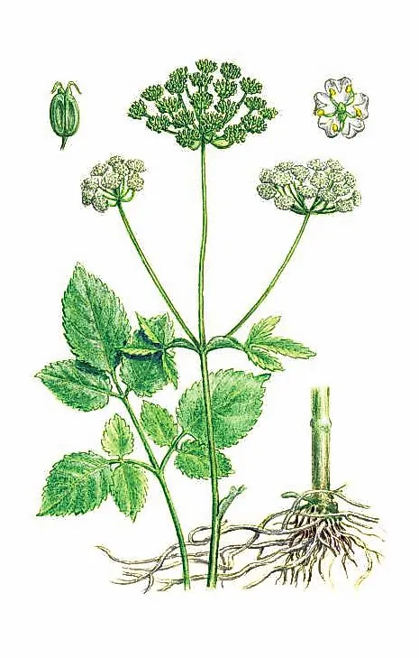 СНЫТЬ ОБЫКНОВЕННАЯ