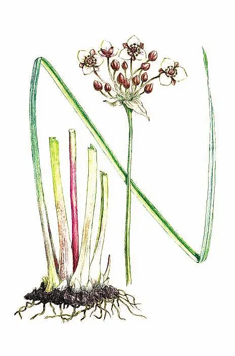 СУСАК ЗОНТИЧНЫЙ