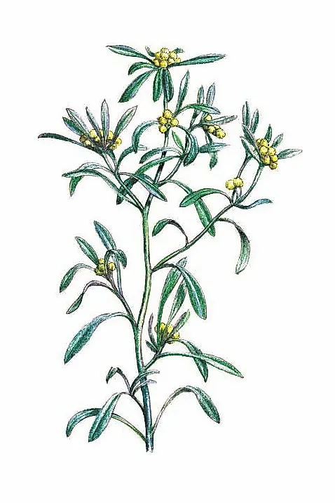 СУШЕНИЦА ТОПЯНАЯ