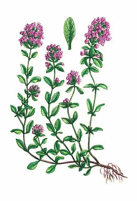 ТИМЬЯН ПОЛЗУЧИЙ