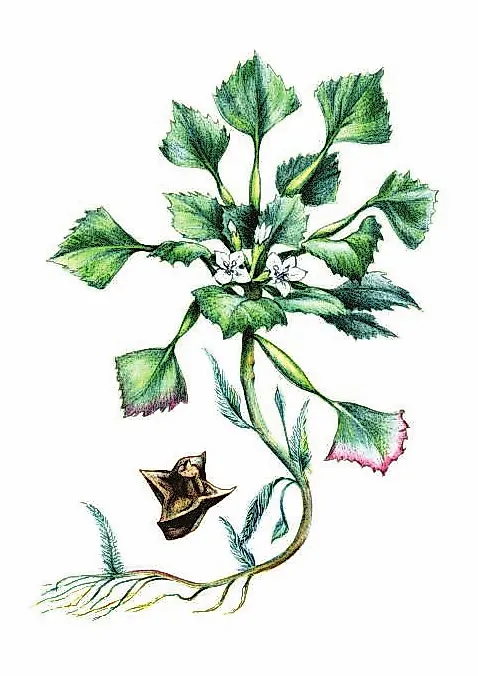 ВОДЯНОЙ ОРЕХ