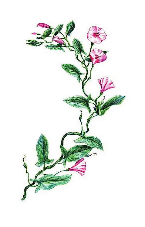 ВЬЮНОК ПОЛЕВОЙ