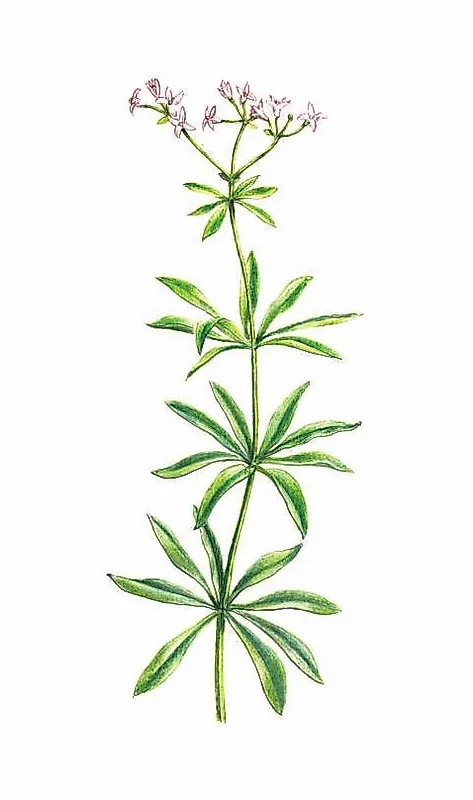 ЯСНОТКА БЕЛАЯ