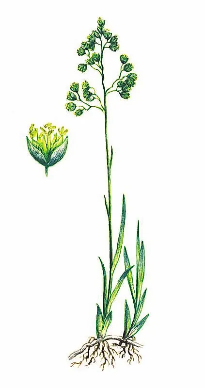 ЗУБРОВКА ДУШИСТАЯ