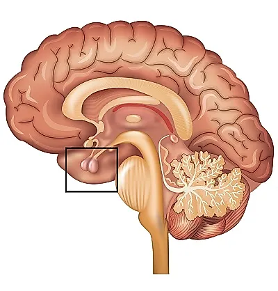 Гормон роста и старение