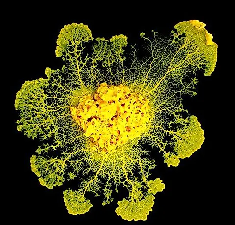 Слизистая пища