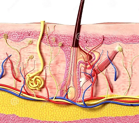Повреждения и заболевания кожи