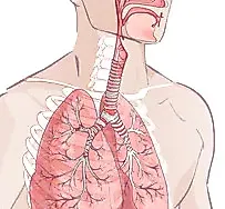 Заболевания органов дыхания