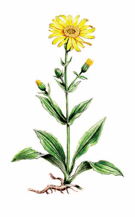 АРНИКА ГОРНАЯ