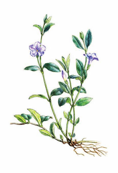 БАРВИНОК МАЛЫЙ