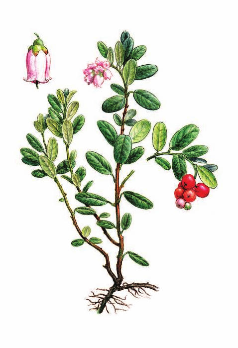 БРУСНИКА ОБЫКНОВЕННАЯ