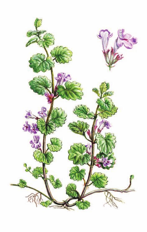 БУДРА ПЛЮЩЕВИДНАЯ