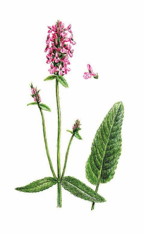 БУКВИЦА ЛЕКАРСТВЕННАЯ