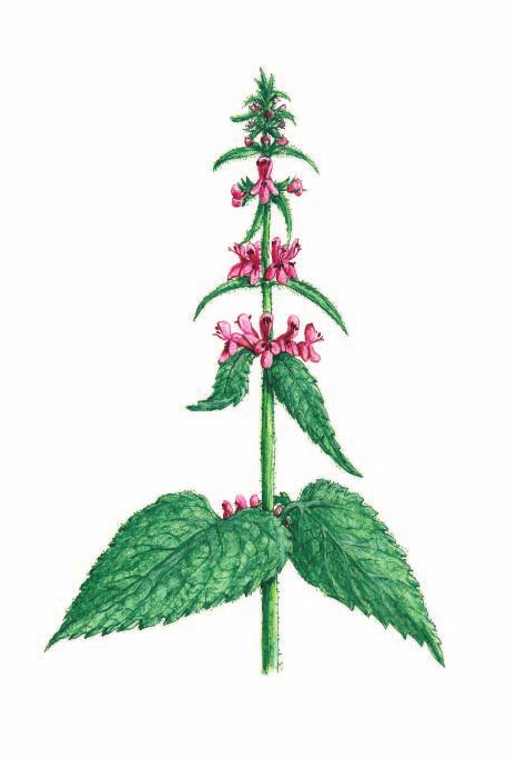 ЧИСТЕЦ ЛЕСНОЙ