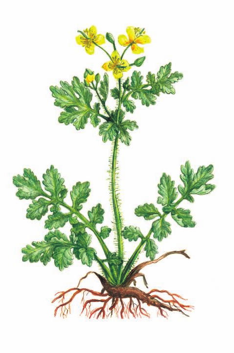 ЧИСТОТЕЛ БОЛЬШОЙ