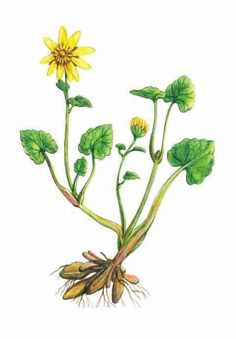 ЧИСТЯК ВЕСЕННИЙ